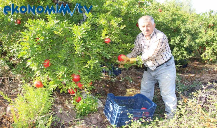 20 bin ton rekolte bekleniyor