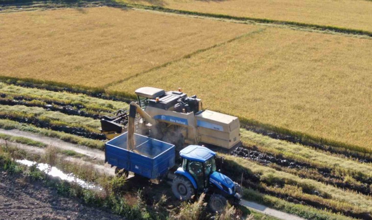 ‘Beyaz altın’ çeltikte hasat gecikmeli olarak başladı