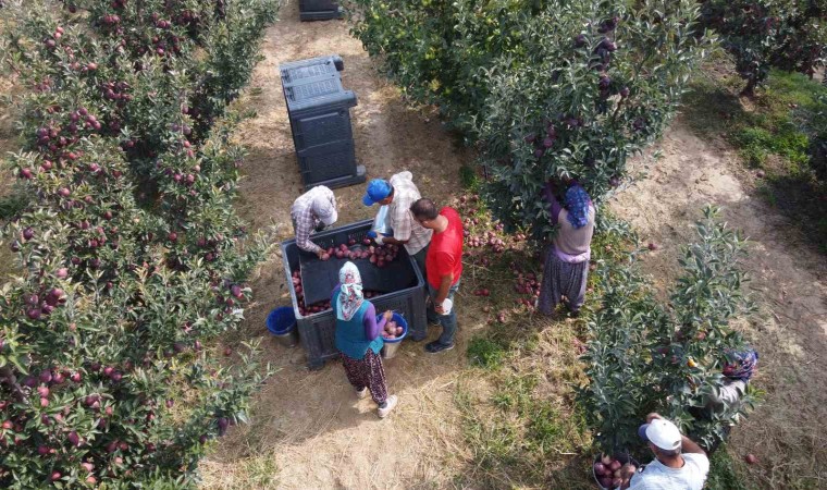 Beyşehir’de elma hasadı sürüyor