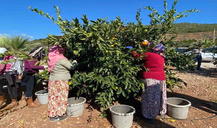 Narenciyede hasat dönemi başladı