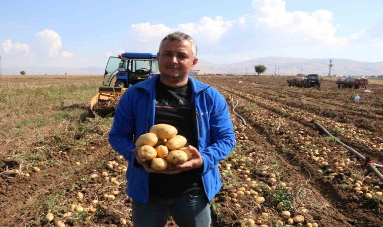 Patateste hasadın sonuna yaklaşıldı