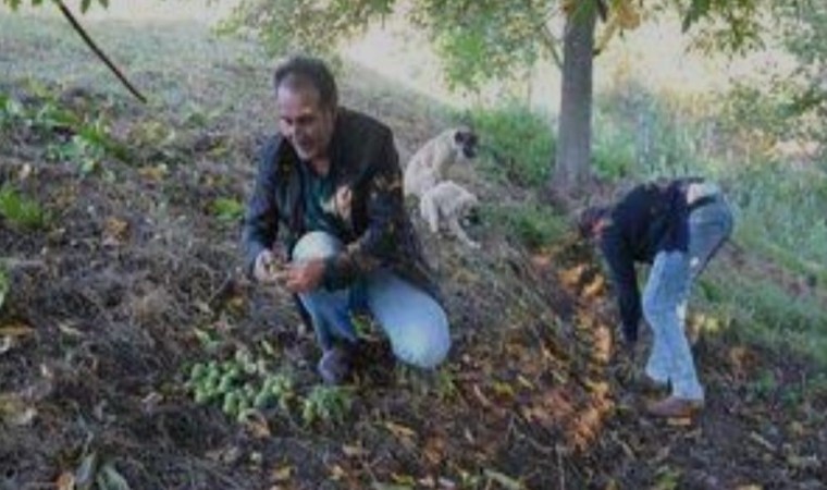 Şebin cevizinde rekolte düşüklüğü yaşanıyor