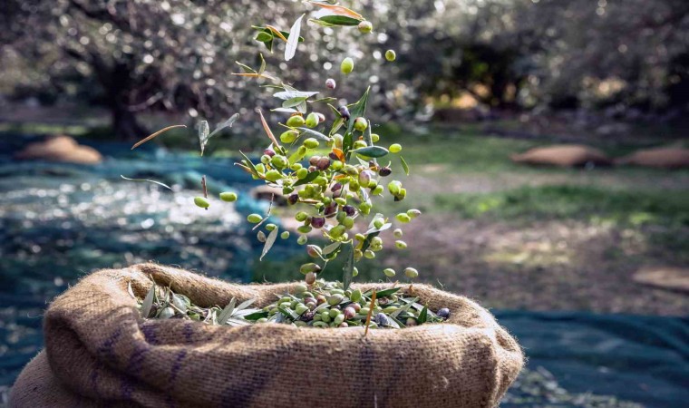 Sofralık zeytin ihracatı 100 bin tonu aştı