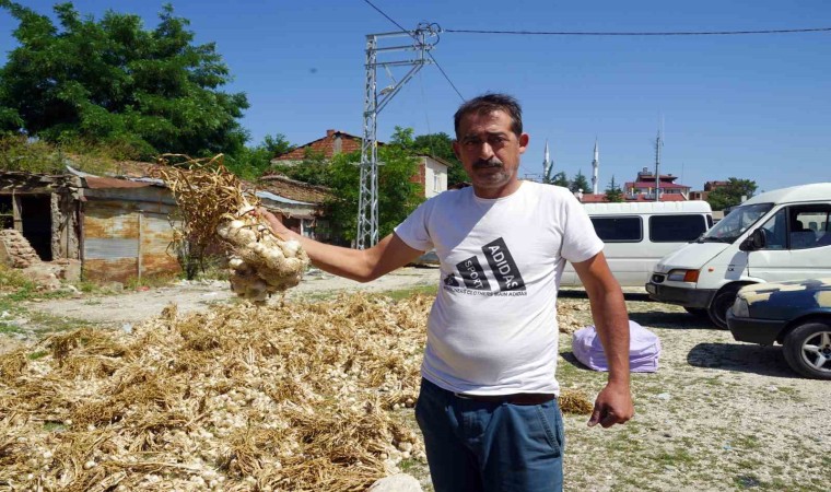 Taşköprü sarımsağında yaşanan verim kaybı üreticisini üzdü