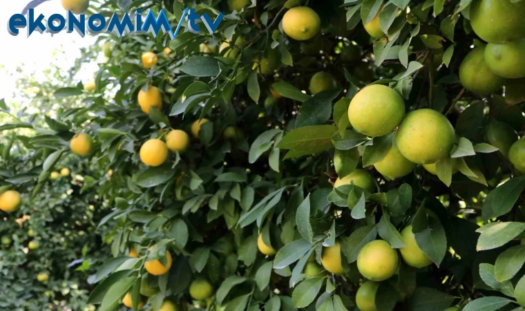 Limon dalında kaldı, üretici limonata çözümü bekliyor