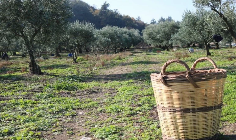 Zeytin üreticisine ürün bedellerinin yarısı yatırılıyor