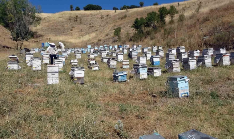 Nakliye giderleri gezgin arıcıları olumsuz etkiledi