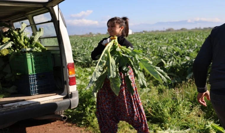 Yeşil elmas ’enginar’ tarlada 20, tabakta 400 lira