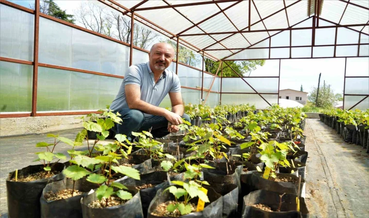 Tarım ilaçsız çekirdeksiz üzümler geliyor