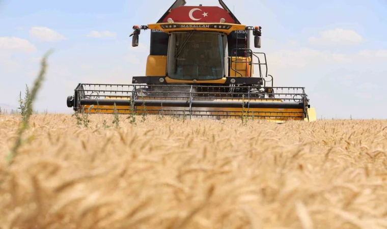 Buğday rekoltesinde düşüş