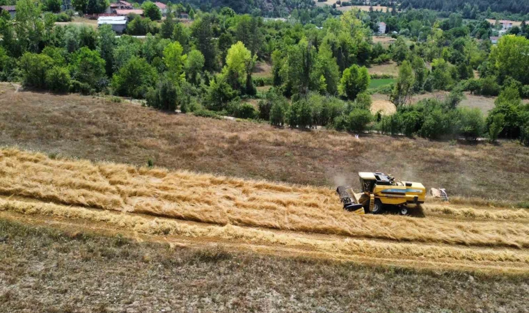 Buğday'da hasat dönemi başladı