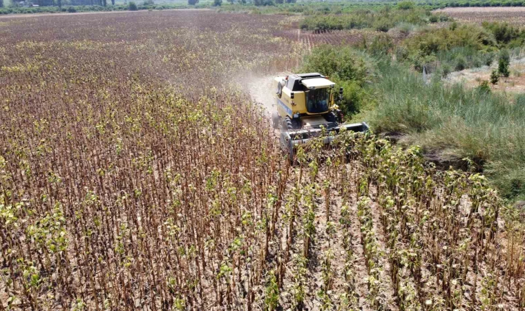 Kuraklık ayçiçeği rekoltesini düşürdü