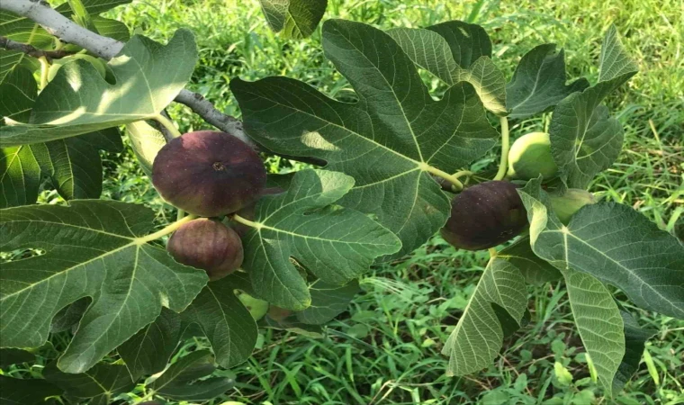 Siyah incirde hasat ve ihracat tarihi belli oldu