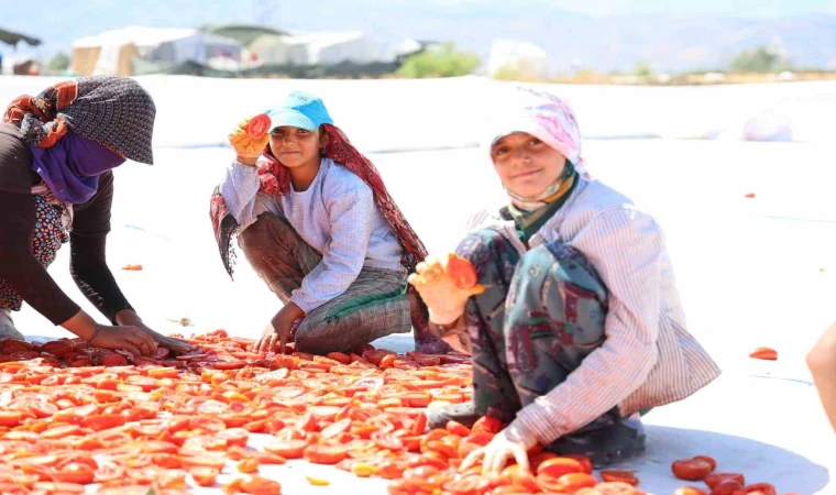 Hasadı yapılıp kurutulan domates Avrupa yolcusu