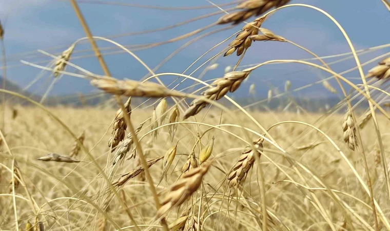 Genetiği bozulmamış buğdayında hasat dönemi