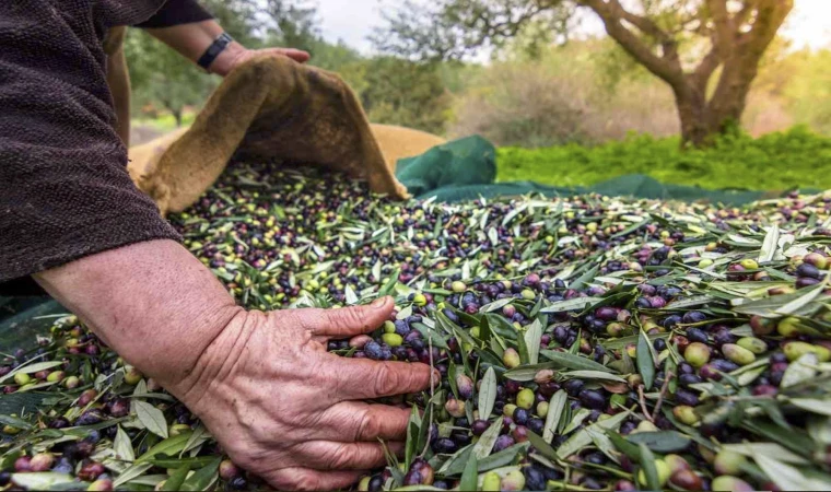 Sofralık zeytin ihracatında tarihi rekor