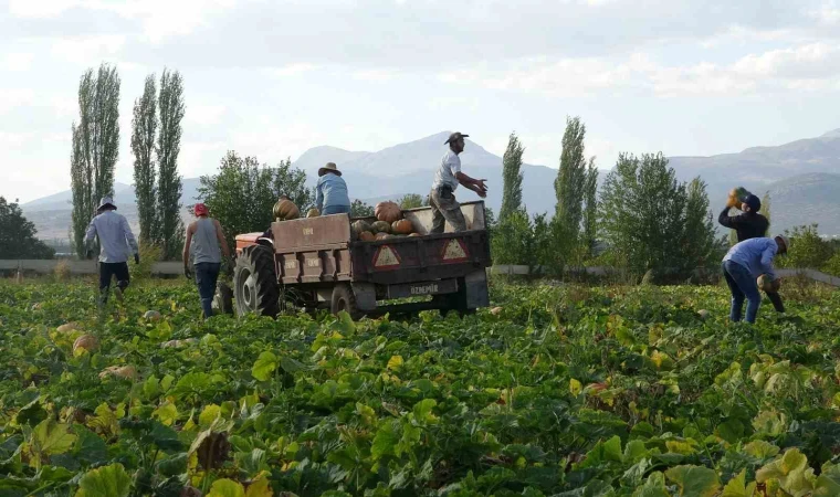 Su kısıtlaması bal kabağı rekoltesini düşürdü