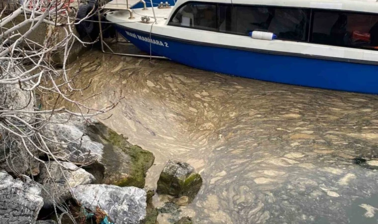 Kadıköy’de deniz yüzeyinde müsilaj tehdidi