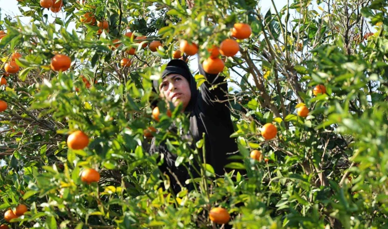 Mandalina ve Portakal üreticisine iyi haber