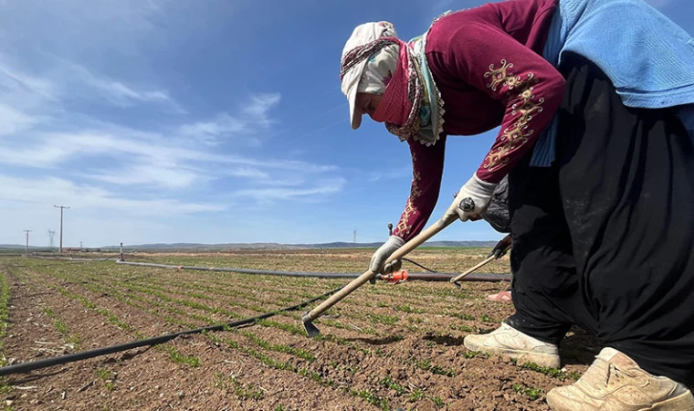 Çiftçiler işçi bulamıyor