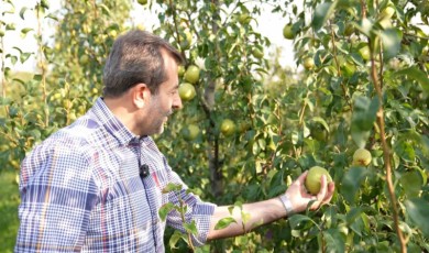 Deveci armudu hasadı başladı