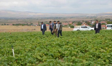 Fasulye hasadı bu yıl 16 bin ton olarak gerçekleşti