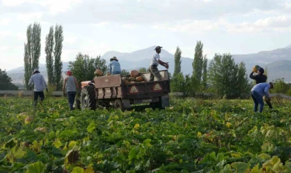 Su kısıtlaması bal kabağı rekoltesini düşürdü